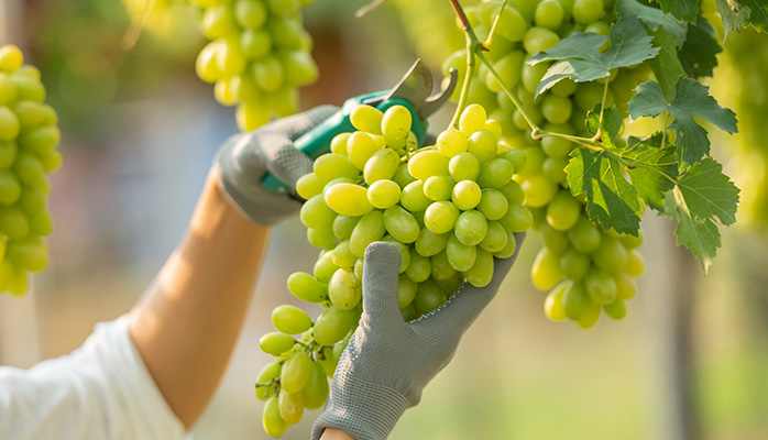 Le contrat de vendanges